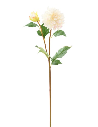 DAHLIA ROND 68