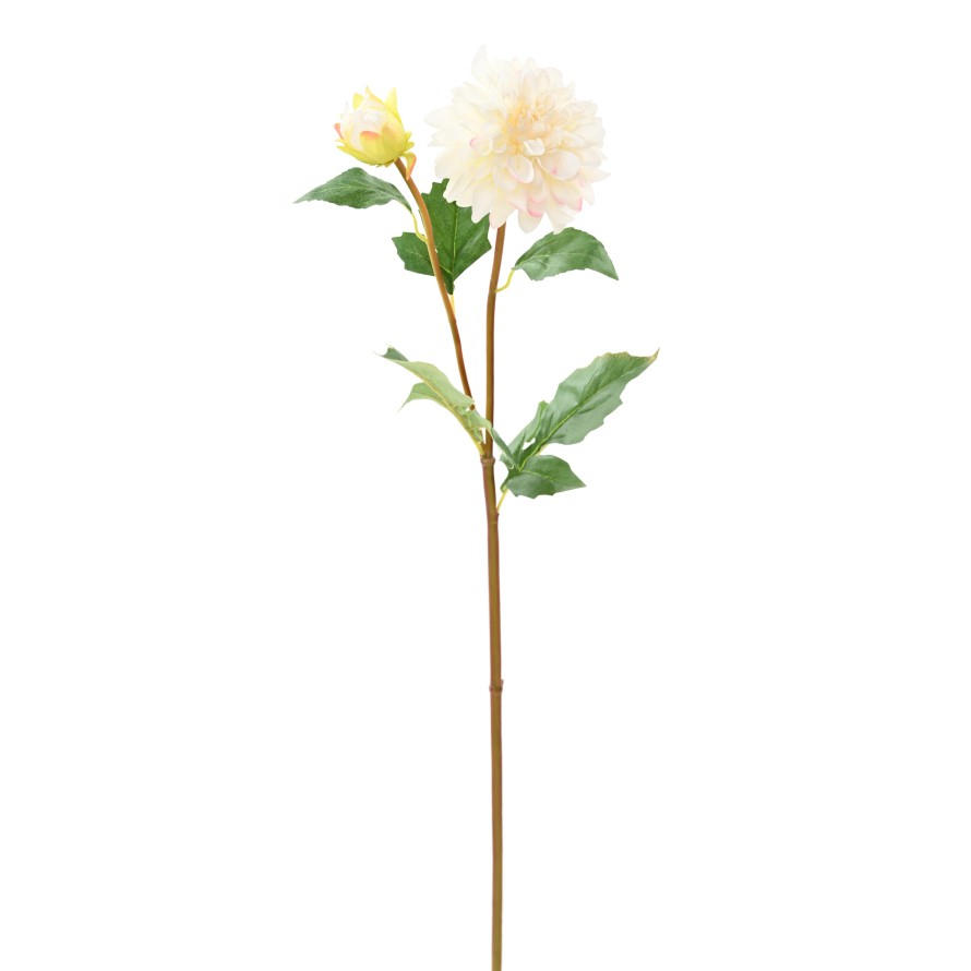 DAHLIA ROUND 68