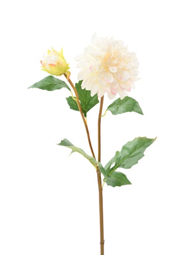 DAHLIA RUND 68