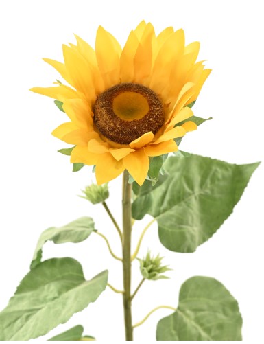 SONNENBLUME 88
