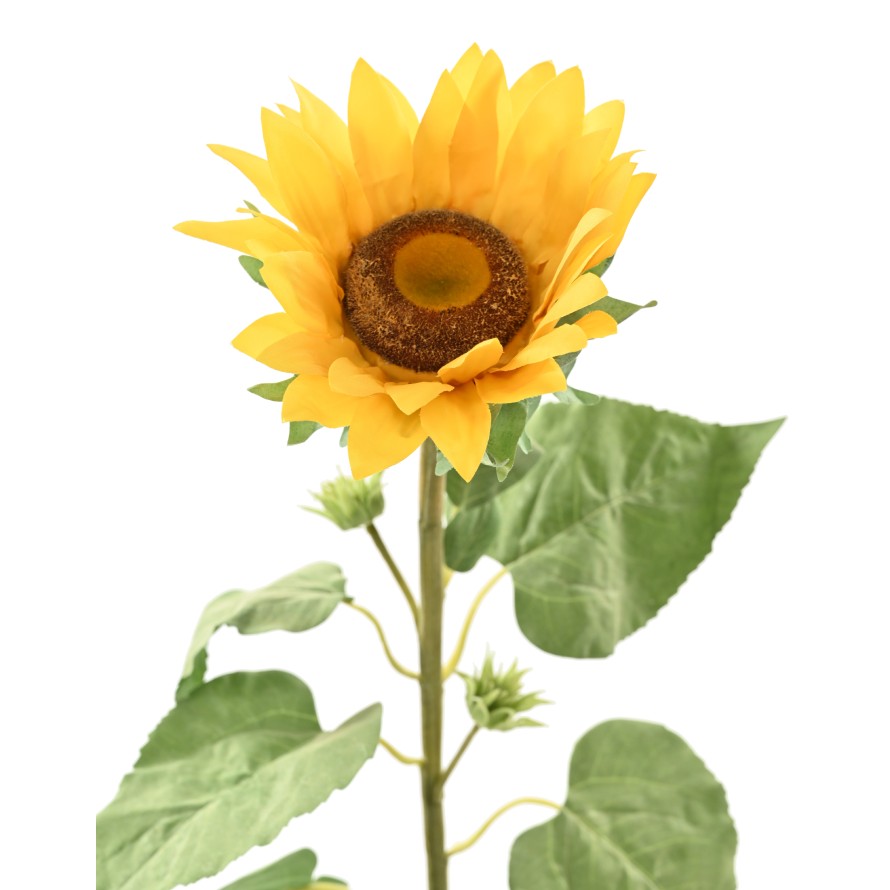 GIRASOL 88
