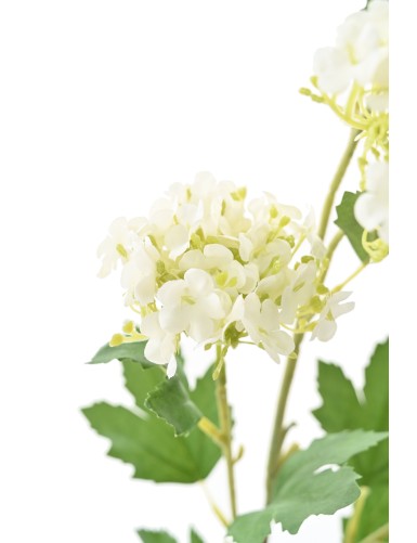 VIBURNUM 71 SNOWBALL