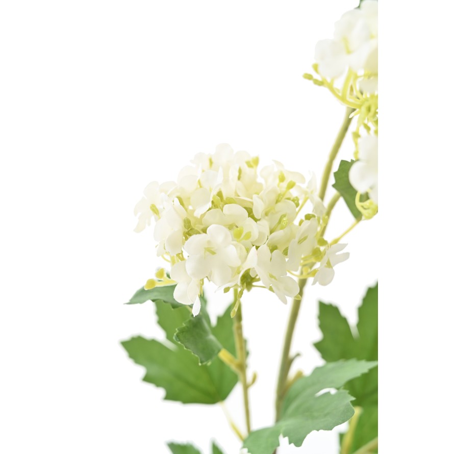 VIBURNUM 71 SNOWBALL