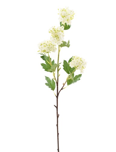 VIBURNUM 71 SNOWBALL