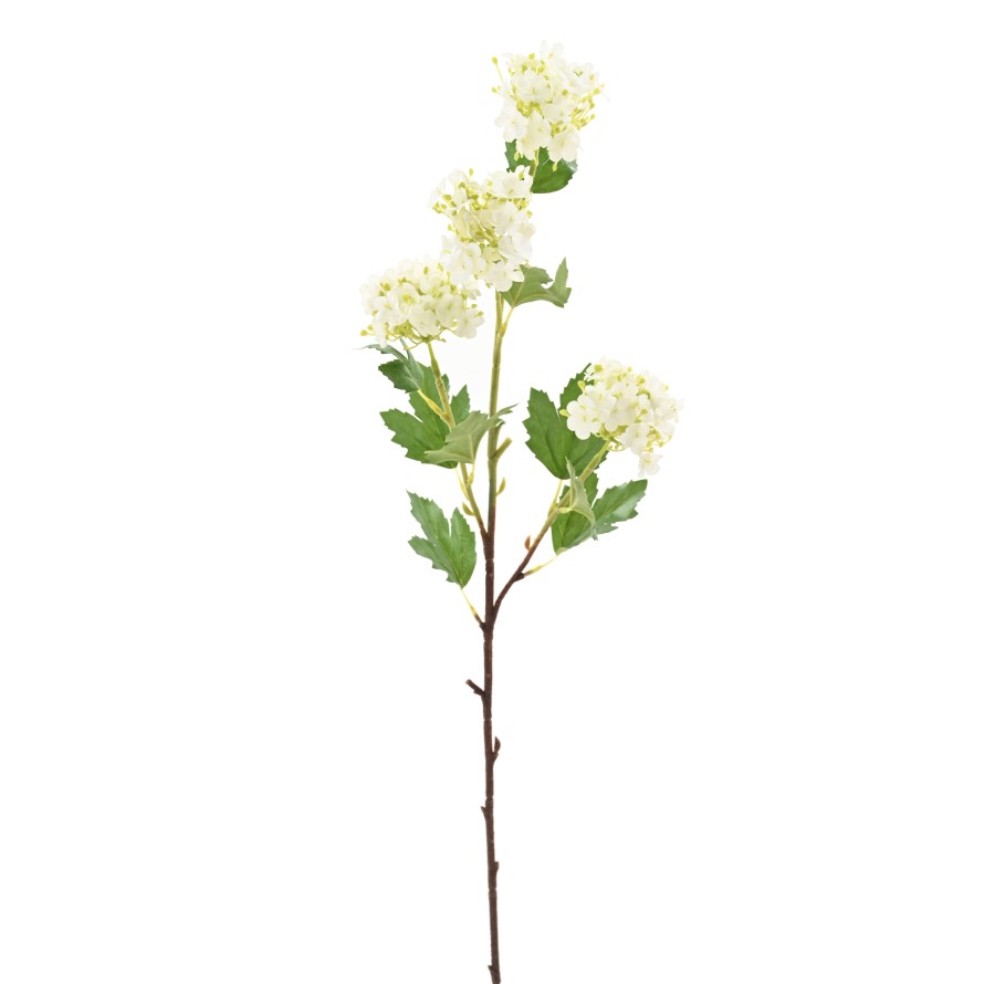 VIBURNUM 71 SNOWBALL