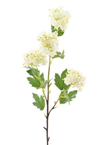 VIBURNUM 71 SNOWBALL