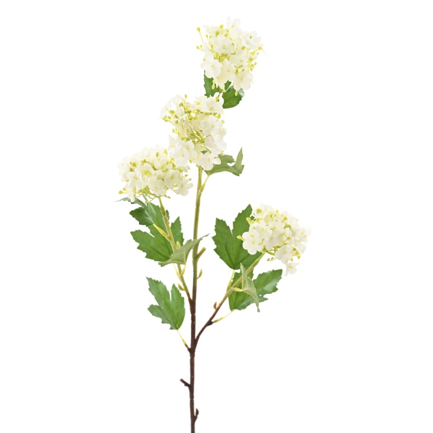 VIBURNUM 71 SNOWBALL