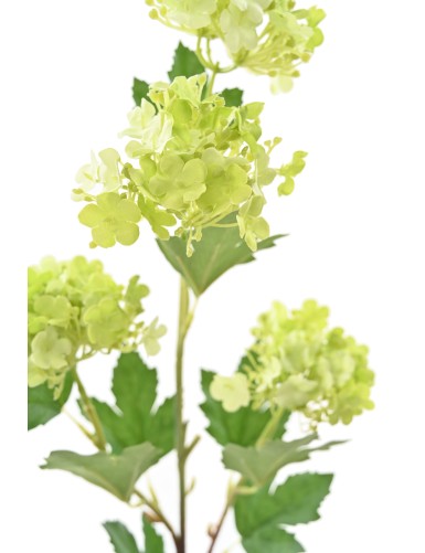 VIBURNUM 71 SNOWBALL