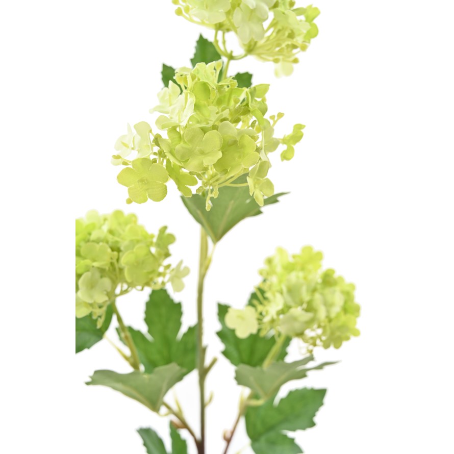 VIBURNUM 71 SNOWBALL