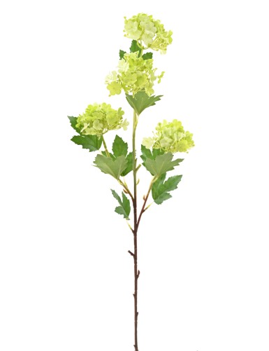 VIBURNUM 71 SNOWBALL