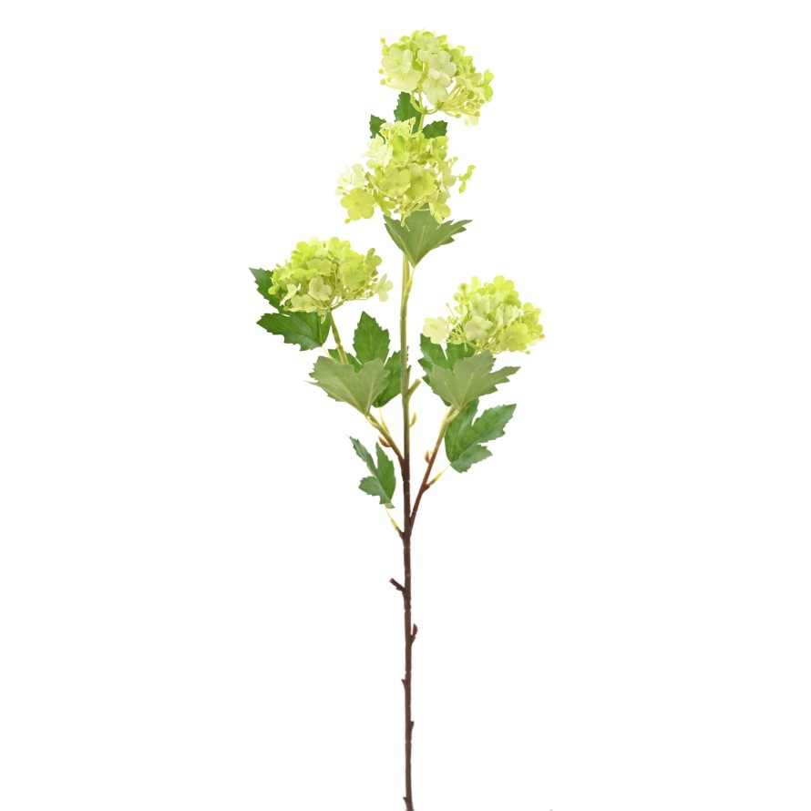VIBURNUM 71 SNOWBALL
