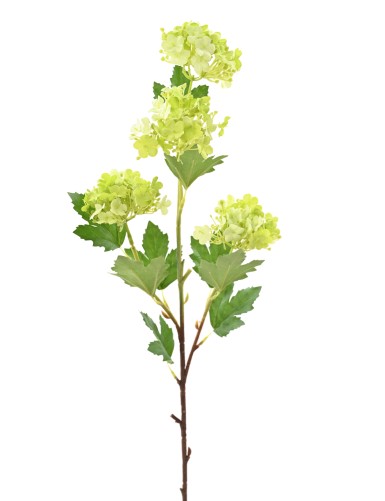 VIBURNUM 71 SNOWBALL