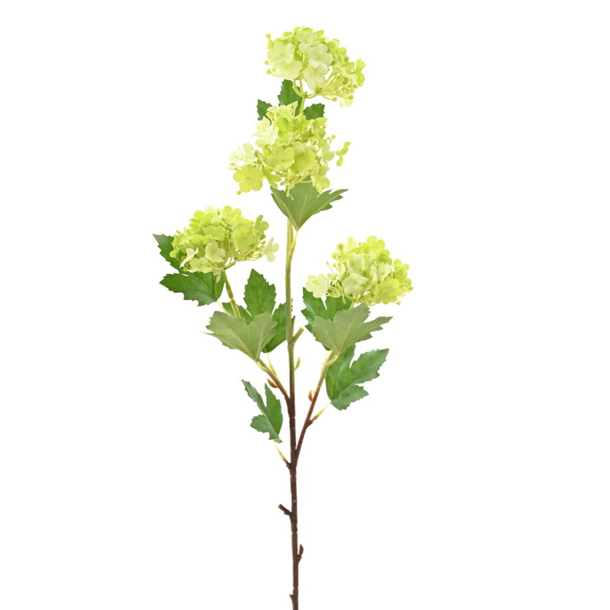 VIBURNUM 71 SNOWBALL