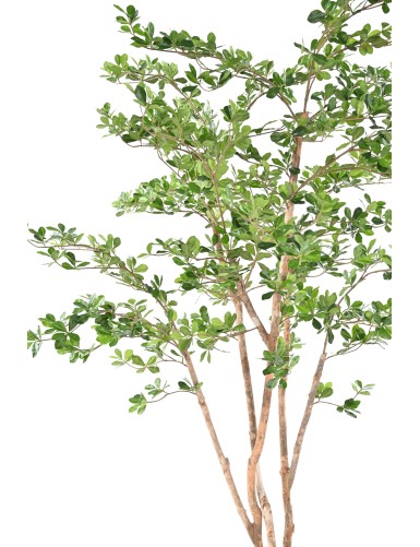 FICUS BLACK OLIVE ORIENTAL 180
