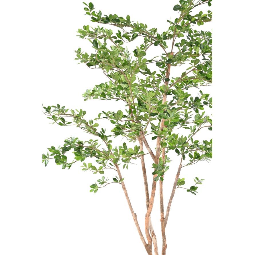 FICUS BLACK OLIVE ORIENTAL 180