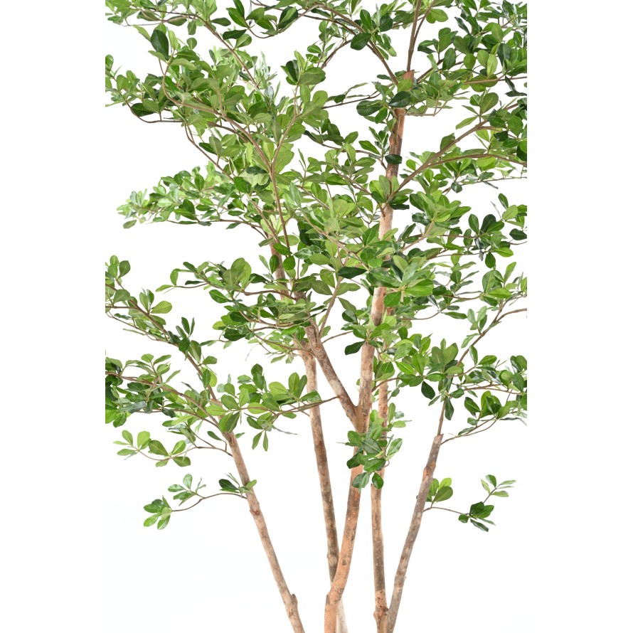 FICUS BLACK OLIVE ORIENTAL 180