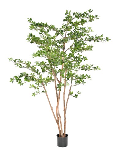 FIKUS BLACK OLIVE ORIENTAL 180