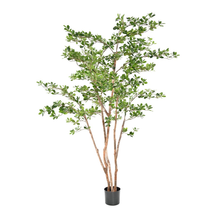 FIKUS BLACK OLIVE ORIENTAL 180