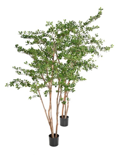 FICUS BLACK OLIVE ORIENTAL 180