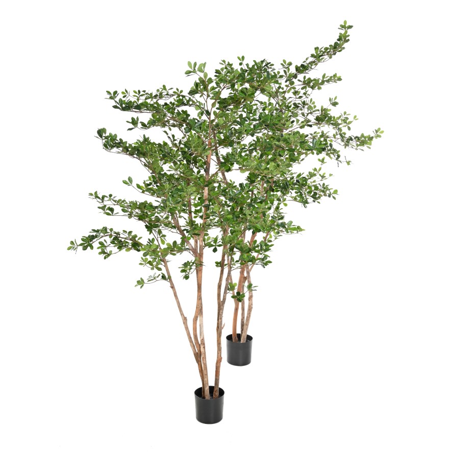 FICUS BLACK OLIVE ORIENTAL 180