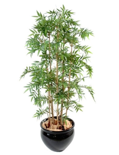 BAMBÚ ORIENTAL