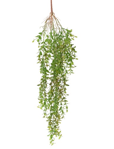 THLASPI 84