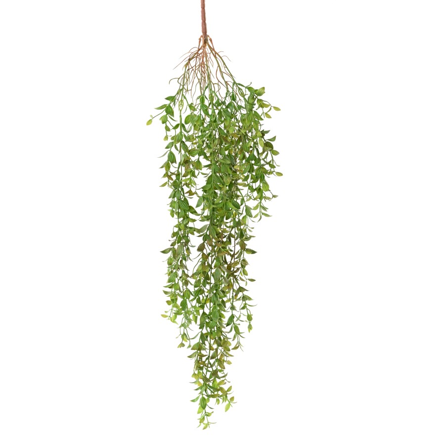 THLASPI 84
