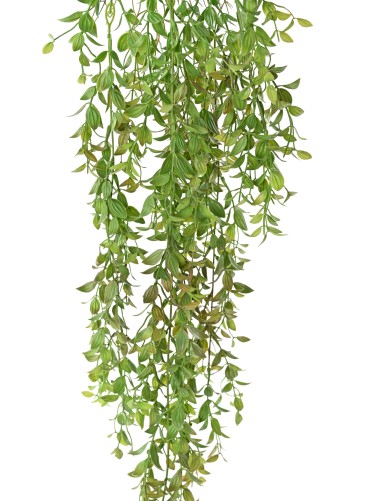 THLASPI 84