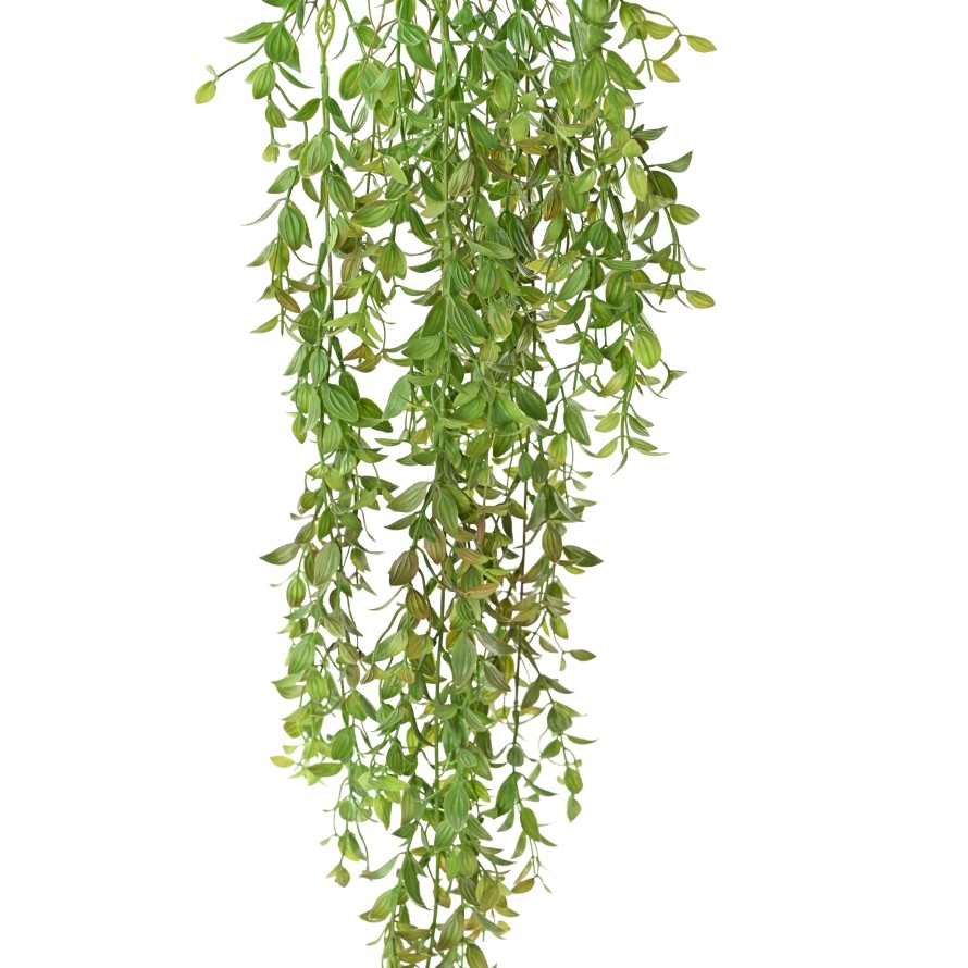 THLASPI 84
