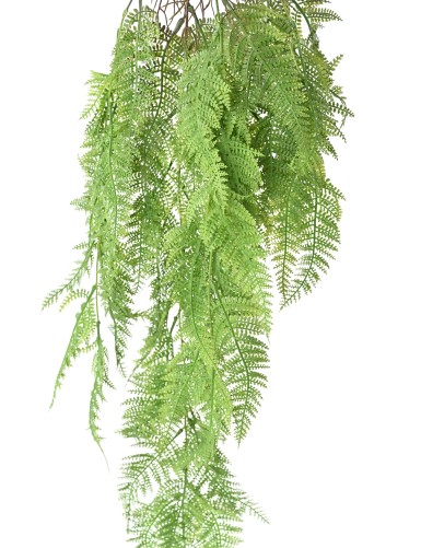 HELECHO ATHYRIUM 92