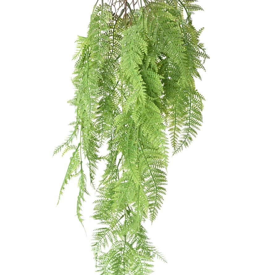 FOUGERE ATHYRIUM 92