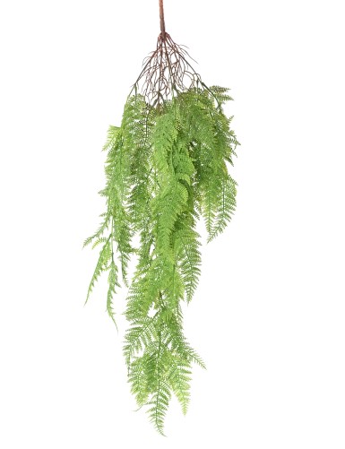 FARN ATHYRIUM 92