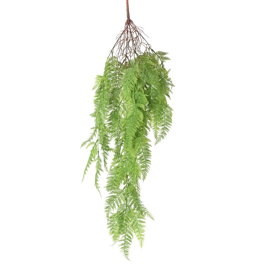 FARN ATHYRIUM 92