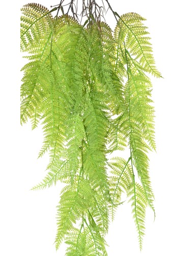HELECHO ATHYRIUM 92