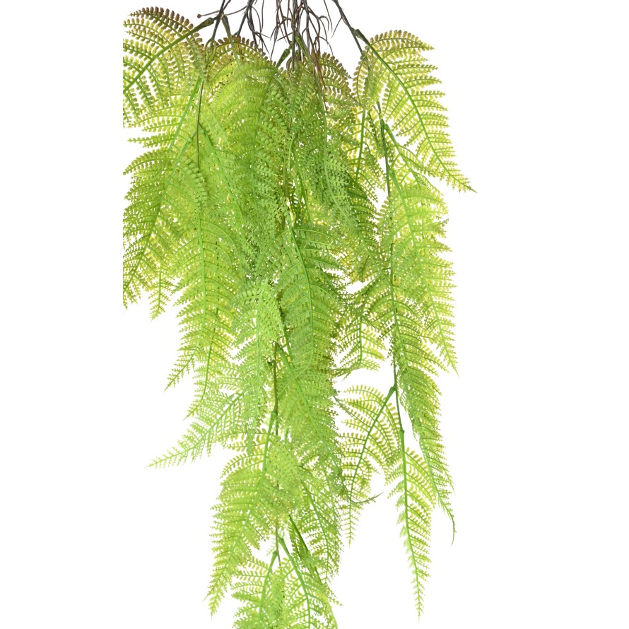 HELECHO ATHYRIUM 92