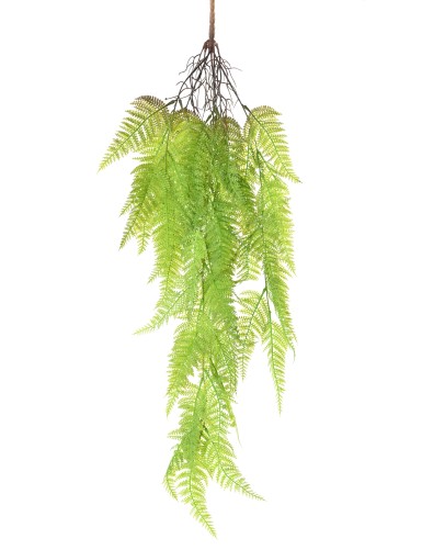 FERN ATHYRIUM 92