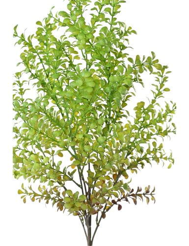 BUXUS 59