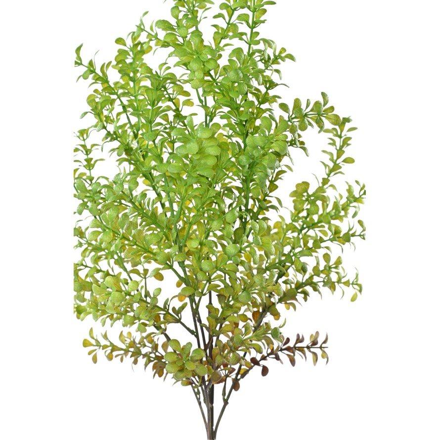 BUXUS 59