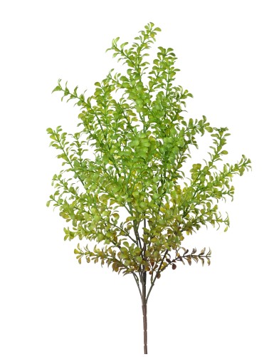 BUXUS 59