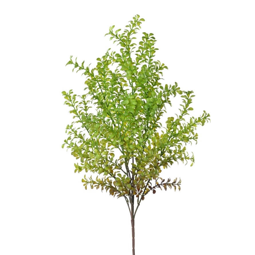 BUXUS 59