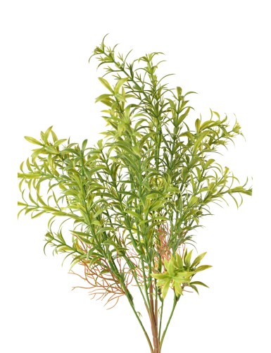 HYDRILLA WHORLED