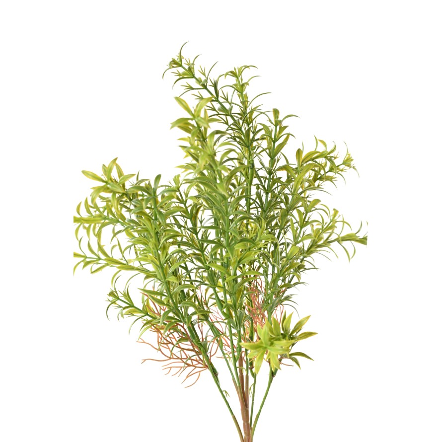 HYDRILLA WHORLED