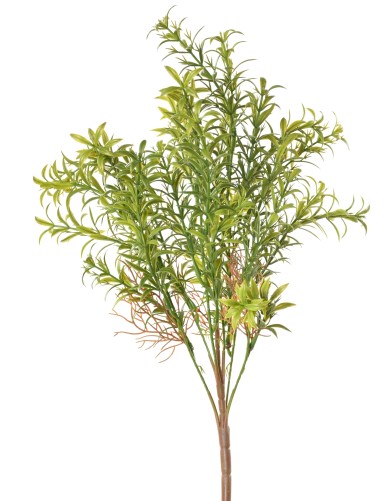 HYDRILLA WHORLED