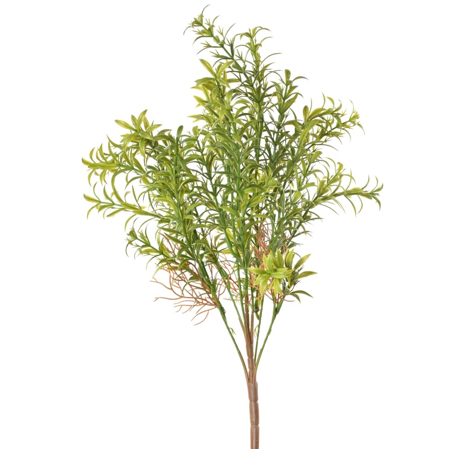 HYDRILLA WHORLED