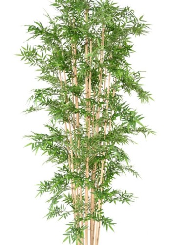 BAMBOO ORIENTAL