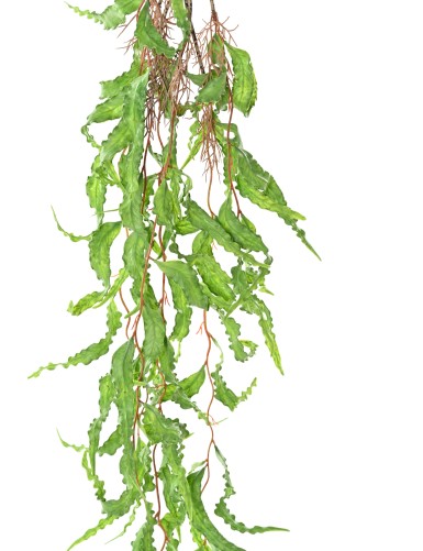 POLYALTHIA 112