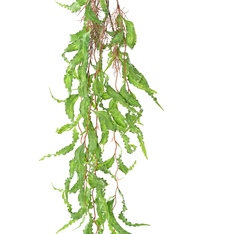 POLYALTHIA 112