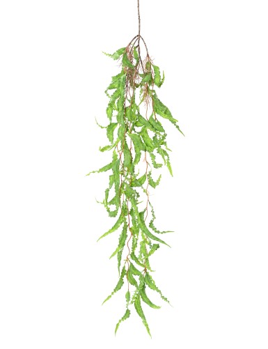 POLYALTHIA 112