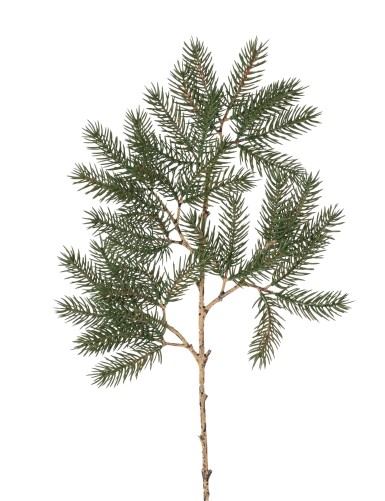 PINUS 57