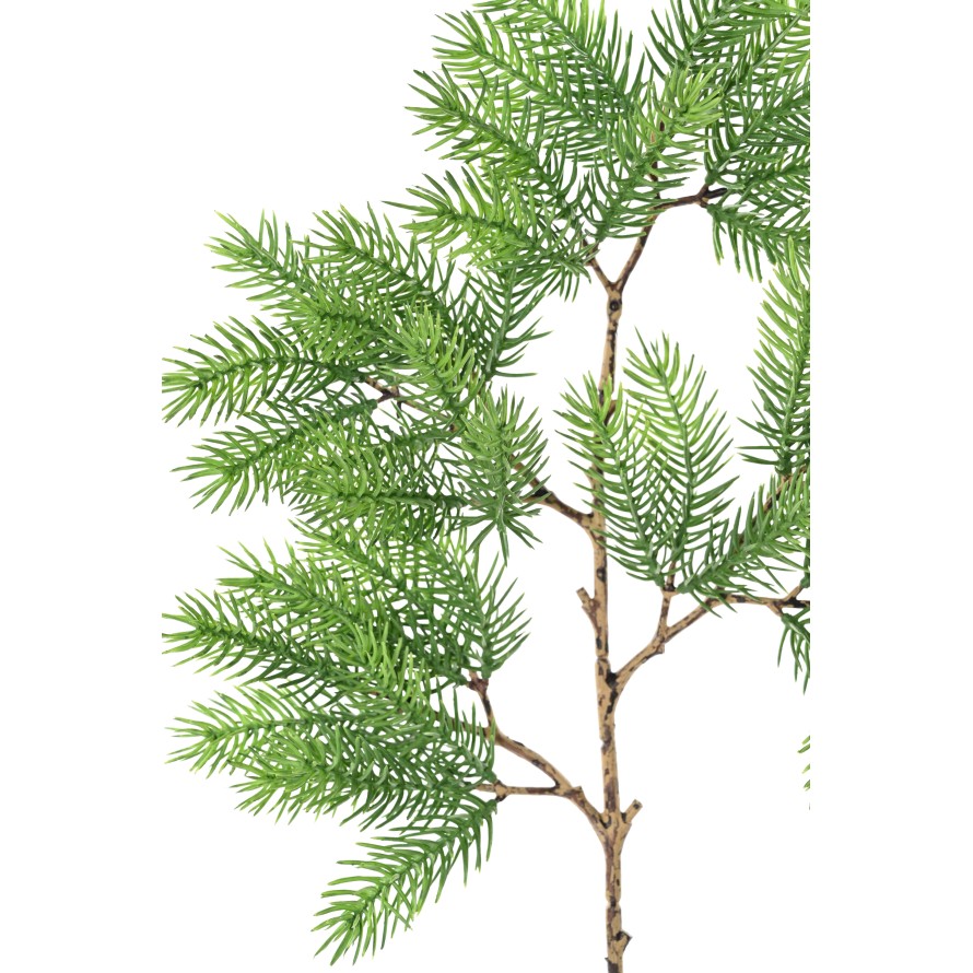 PINUS 57